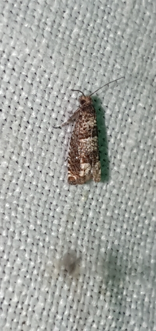 Pelochrista mollitana  - Melchior Viallet