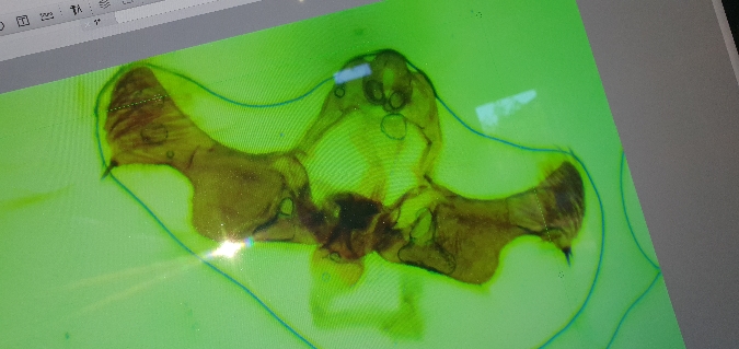 Pelochrista mollitana  - Melchior Viallet