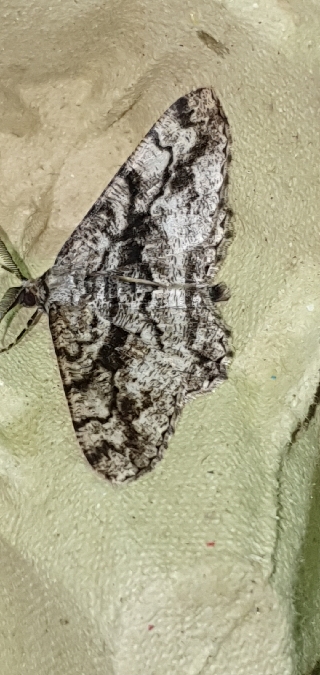 Peribatodes umbraria  - Melchior Viallet