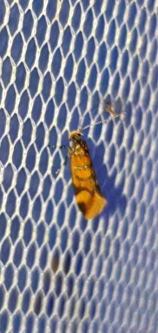 Promalactis procerella  - Melchior Viallet