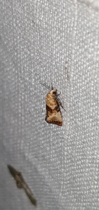 Eupoecilia angustana  - Melchior Viallet