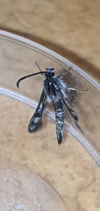 Pyropteron affinis  - Melchior Viallet
