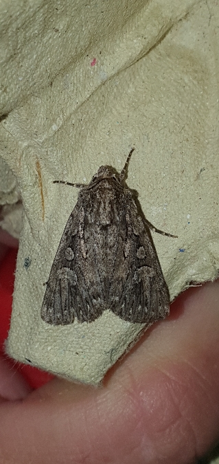 Yigoga nigrescens  - Melchior Viallet