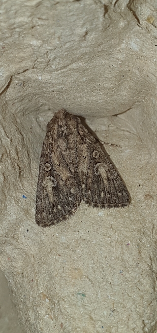 Yigoga nigrescens  - Melchior Viallet