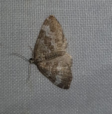 Perizoma alchemillata  - Thomas Lux