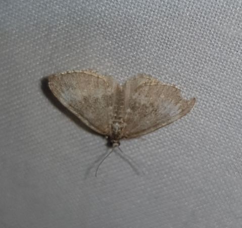 Perizoma alchemillata  - Thomas Lux
