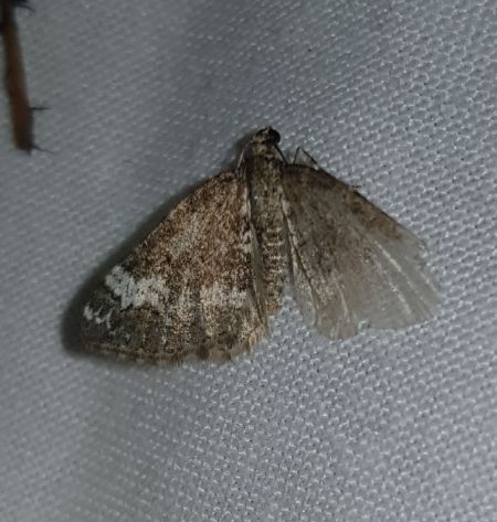 Perizoma alchemillata  - Thomas Lux