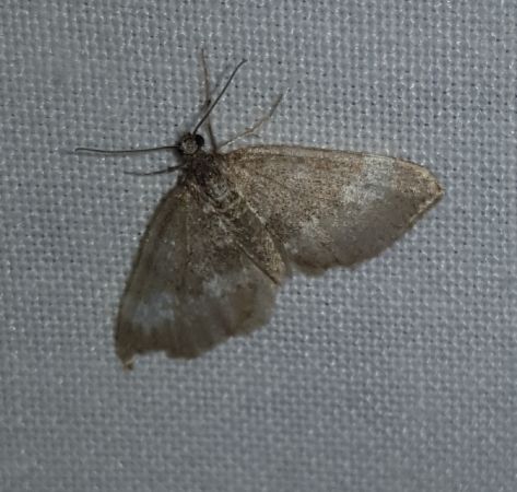Perizoma alchemillata  - Thomas Lux