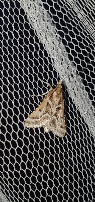 Actenia borgialis  - Melchior Viallet