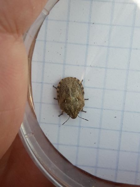 Eurygaster maura  - Sylvain Lethuillier