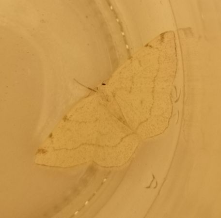 Stegania trimaculata  - Françoise Rauzieres (TGB-SSNTG)