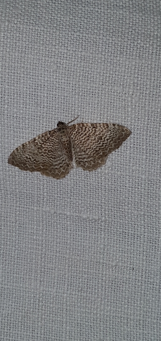 Rheumaptera undulata  - Melchior Viallet