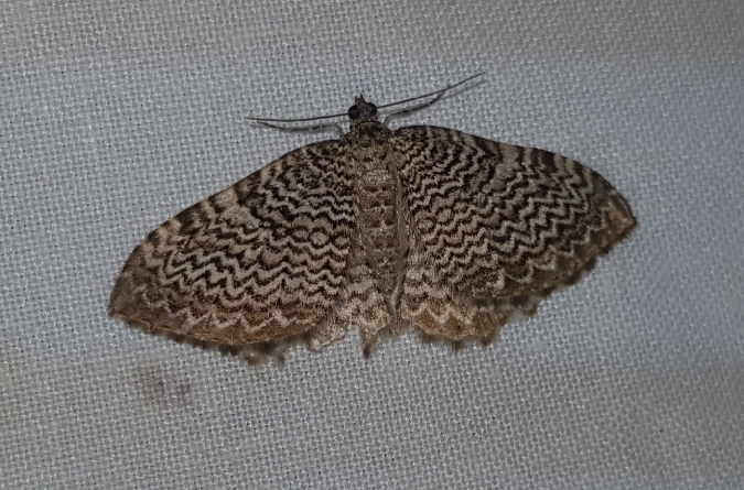 Rheumaptera undulata  - Thomas Lux