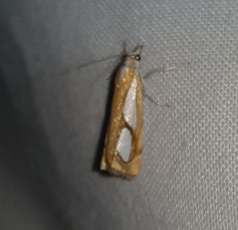 Catoptria pinella  - Thomas Lux