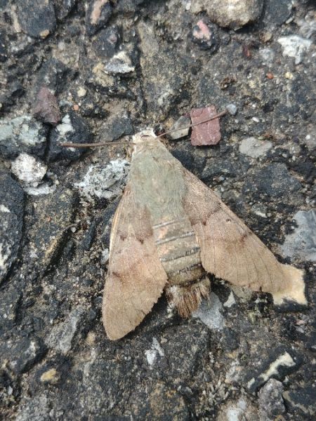 Moro-sphinx 
