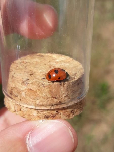 Coccinella magnifica  - Sylvain Lethuillier
