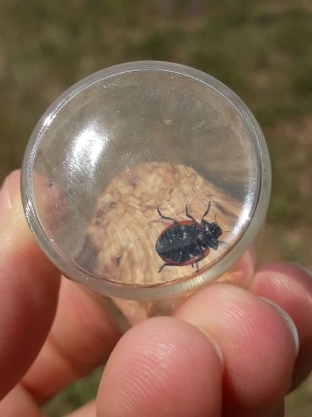 Coccinella magnifica  - Sylvain Lethuillier