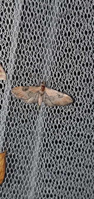 Eupithecia gueneata  - Melchior Viallet