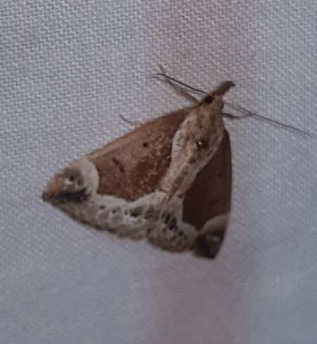 Hypena crassalis  - Thomas Lux