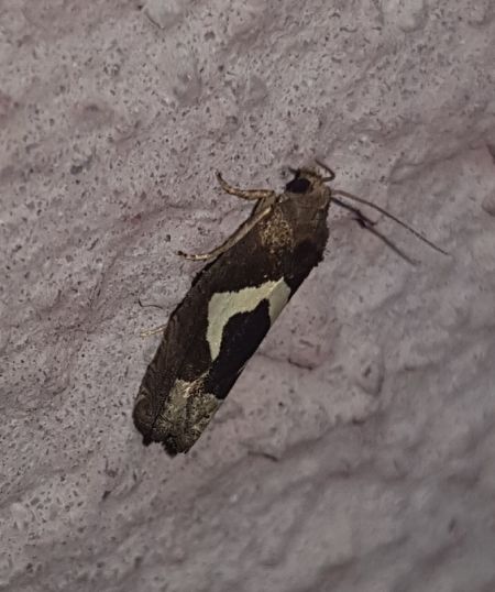 Epiblema foenella  - Thomas Lux