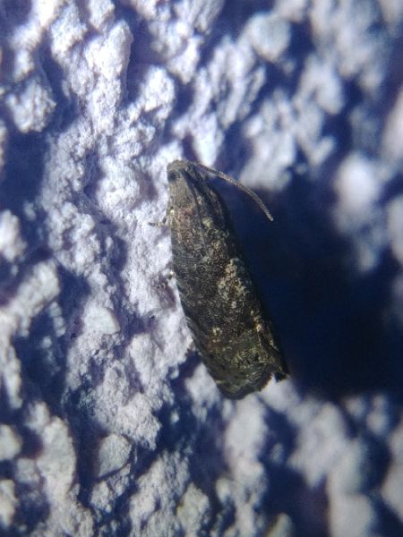 Cydia splendana 