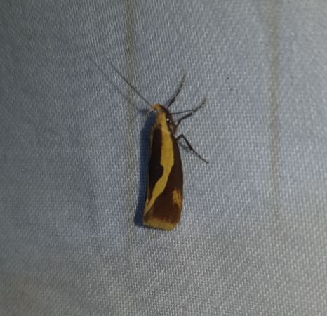 Harpella forficella  - Thomas Lux