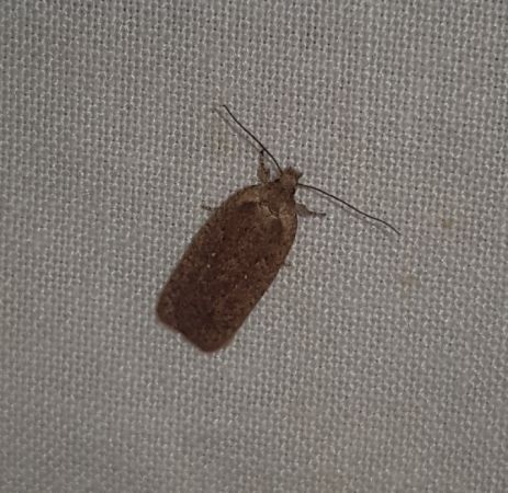 Agonopterix indéterminé  - Thomas Lux