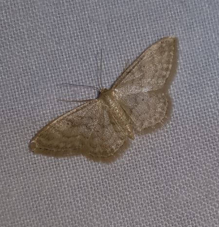 Idaea dilutaria  - Thomas Lux