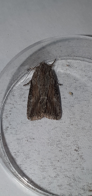 Bryophila raptricula  - Melchior Viallet