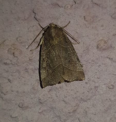 Ipimorpha retusa  - Thomas Lux