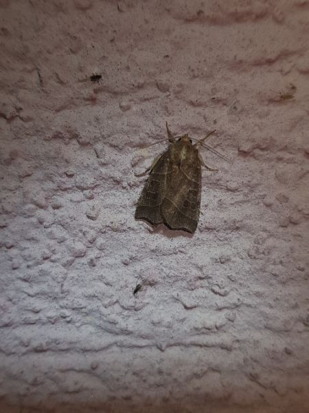 Ipimorpha retusa  - Thomas Lux