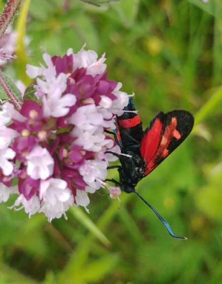 Zygaena ephialtes 