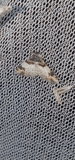 Catarhoe cuculata  - Melchior Viallet