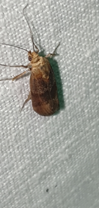 Pterothrixidia rufella  - Melchior Viallet