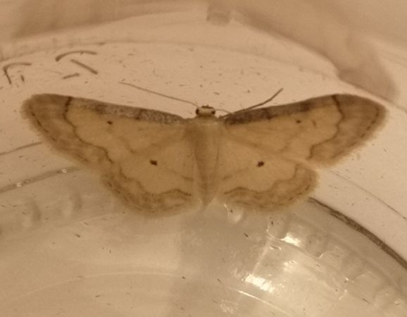 Idaea politaria  - Françoise Rauzieres (TGB-SSNTG)