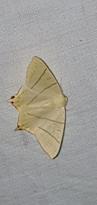 Ourapteryx sambucaria  - Melchior Viallet