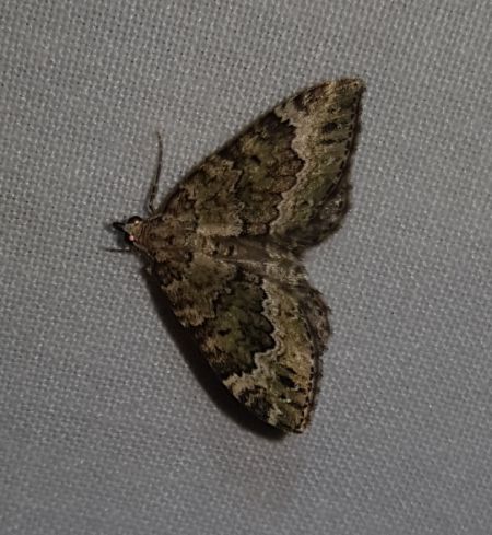 Colostygia olivata  - Thomas Lux