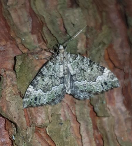 Colostygia olivata  - Thomas Lux