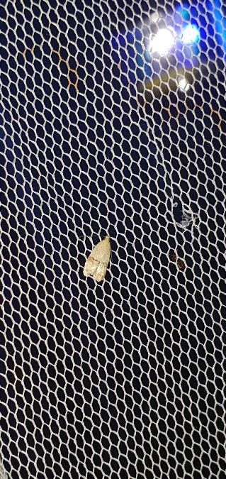 Odites kollarella  - Melchior Viallet