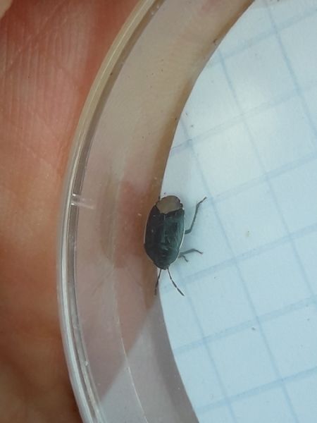 Canthophorus dubius  - Sylvain Lethuillier
