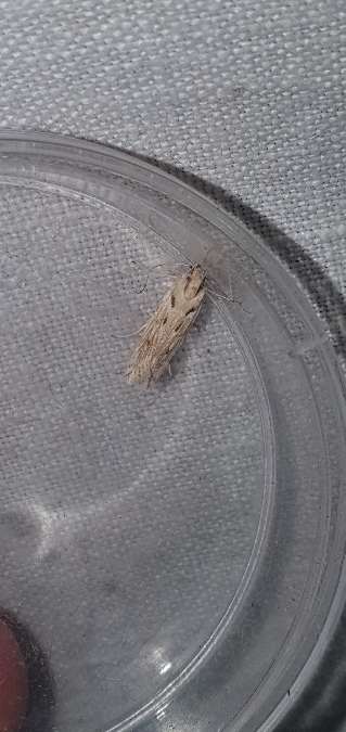 Stomopteryx detersella  - Melchior Viallet