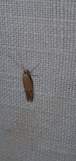 Epidola stigma  - Melchior Viallet