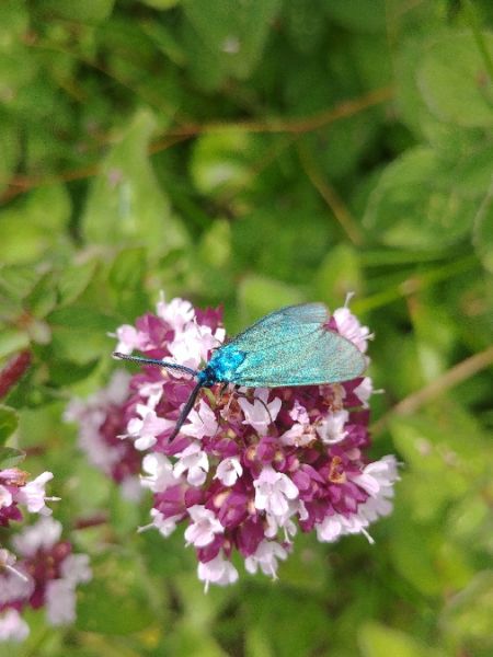 Adscita sp. 