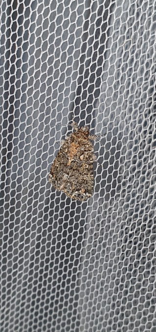 Callopistria latreillei  - Melchior Viallet