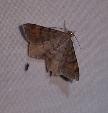 Macaria liturata  - Thomas Lux