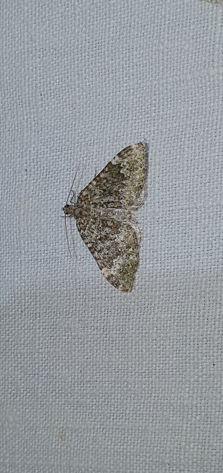 Euphyia frustata  - Melchior Viallet