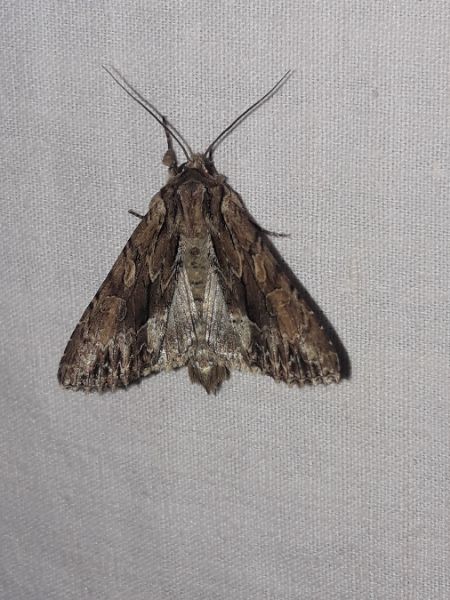 Apamea monoglypha  - Sylvain Lethuillier