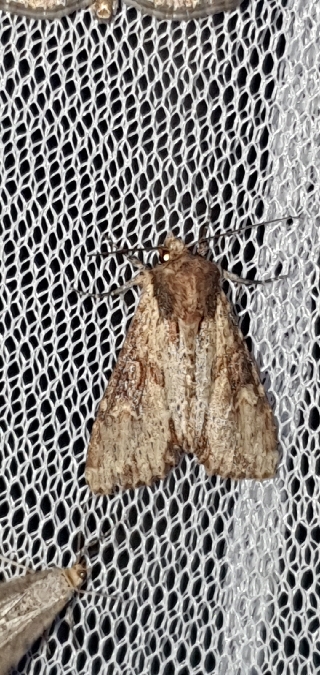 Apamea crenata  - Melchior Viallet