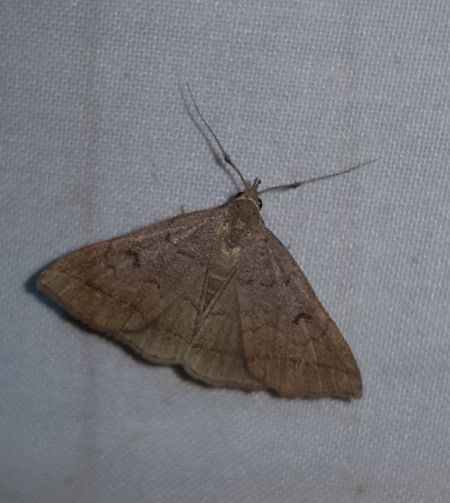 Zanclognatha lunalis  - Thomas Lux