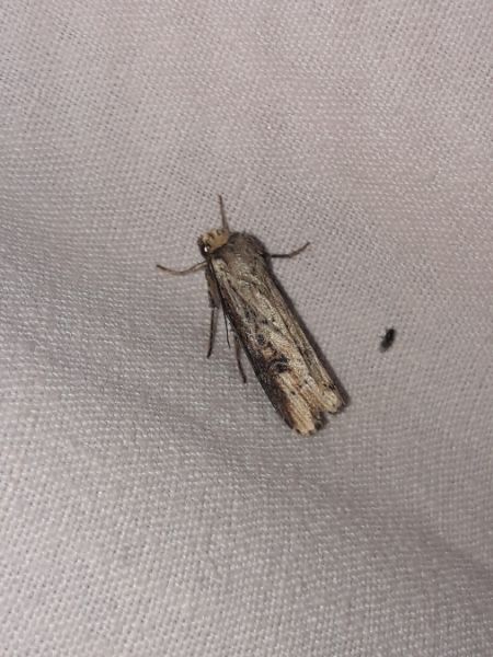 Noctuelle putride  - Sylvain Lethuillier